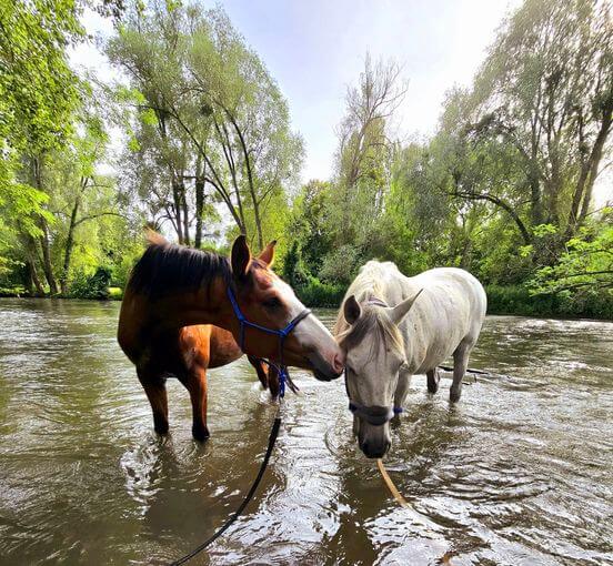 Horse Fit Center